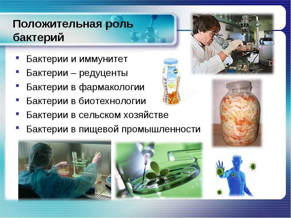Презентация бактерий в жизни человека. Роль бактерии в природе и хозяйстве человека. Положительная роль бактерий. Роль бактерий в жизни человека. Положительная роль бактер.