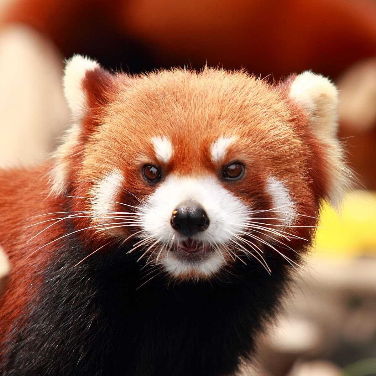 красная панда в китае