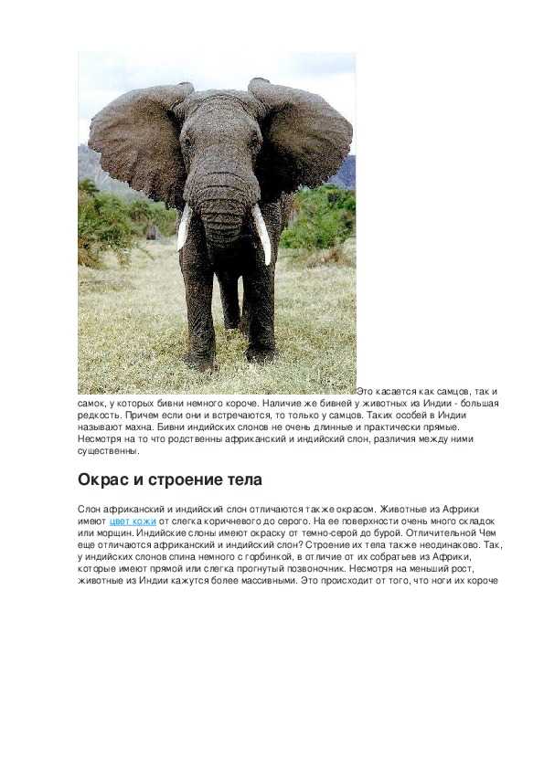 Африканский и индийский слон: как можно отличить? фото