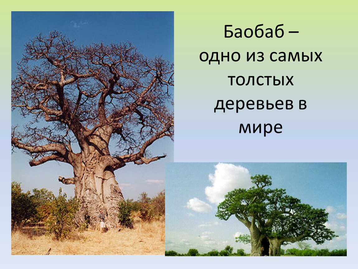 Самое толстое дерево в мире баобаб. Баобаб для детей. Баобаб и дуб. Где находится баобаб