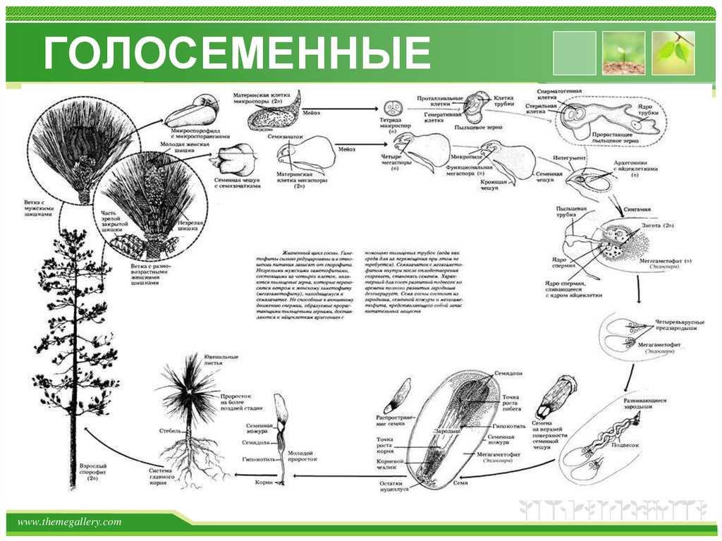 Какие жизненные формы свойственны голосеменным растениям. Жизненный цикл голосеменных ЕГЭ. Карта распространения голосеменных. Размножение голосеменных схема. Строение голосеменных растений.