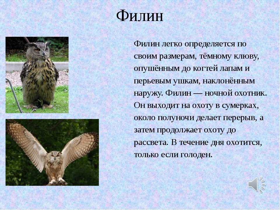 Сова рассказ 2 класс. Филин доклад. Сообщение о Филине описание. Филин рассказ 2 класс. Красная книга рассказ про Филина.