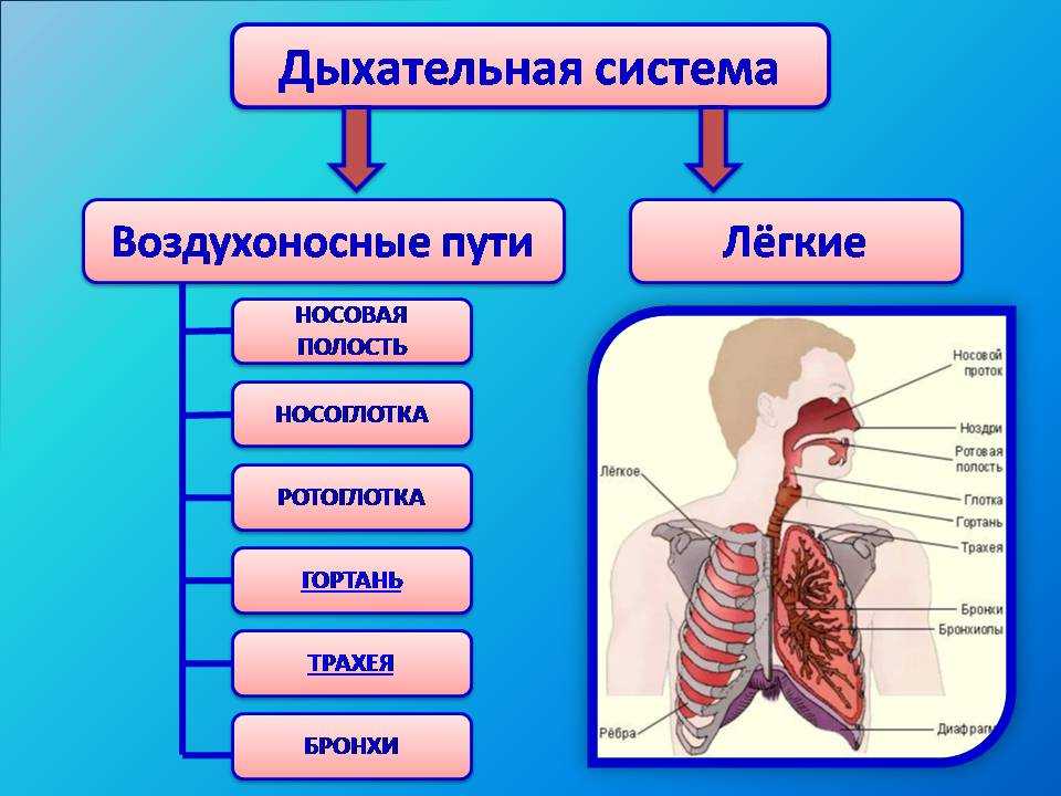 Системы органов человека 8 класс презентация