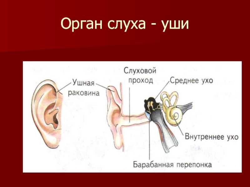Орган слуха и вкуса