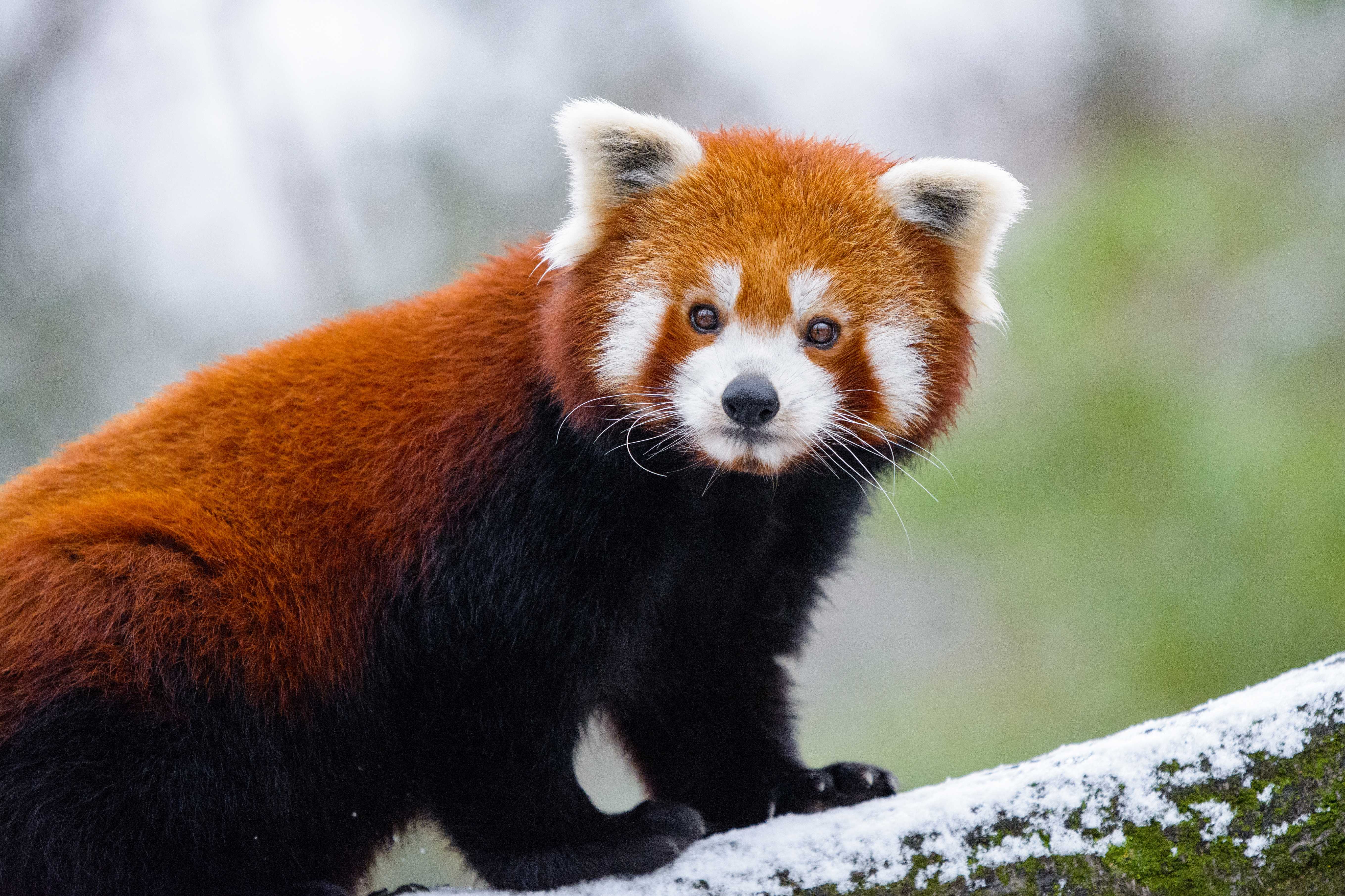 Животное св. Красная Панда малая Панда. Малая Панда Стайана. Малая (красная) Панда Стайана. Малая (красная, рыжая, енотовидная) Панда.