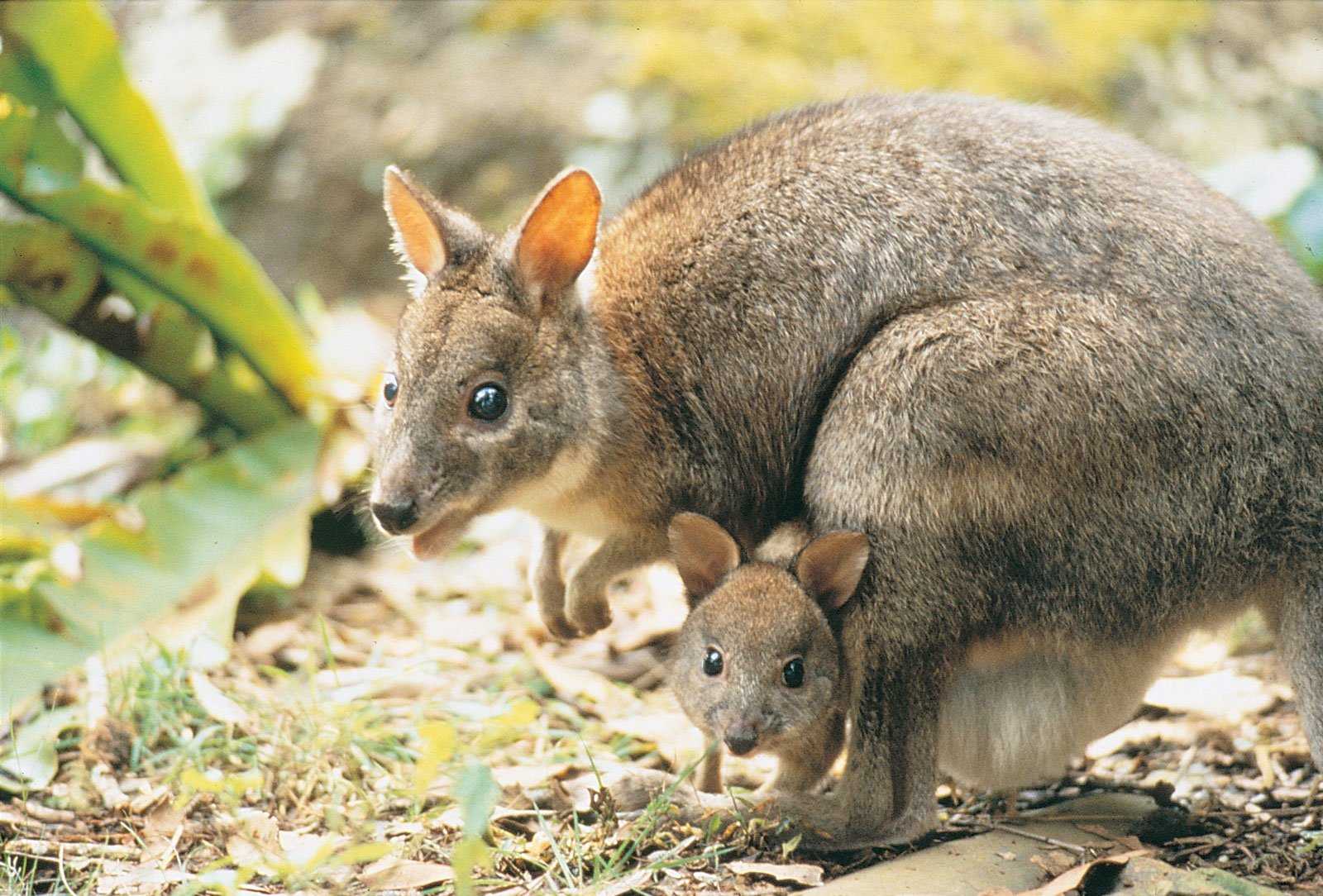 дикие животные австралии