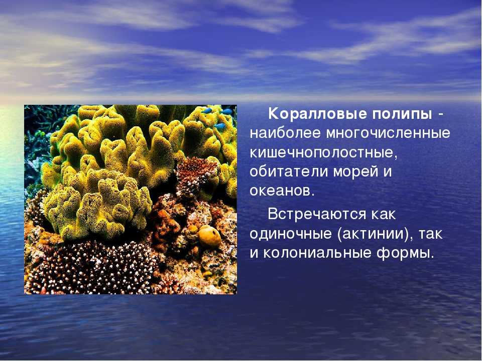 Какие особенности жизни в океане