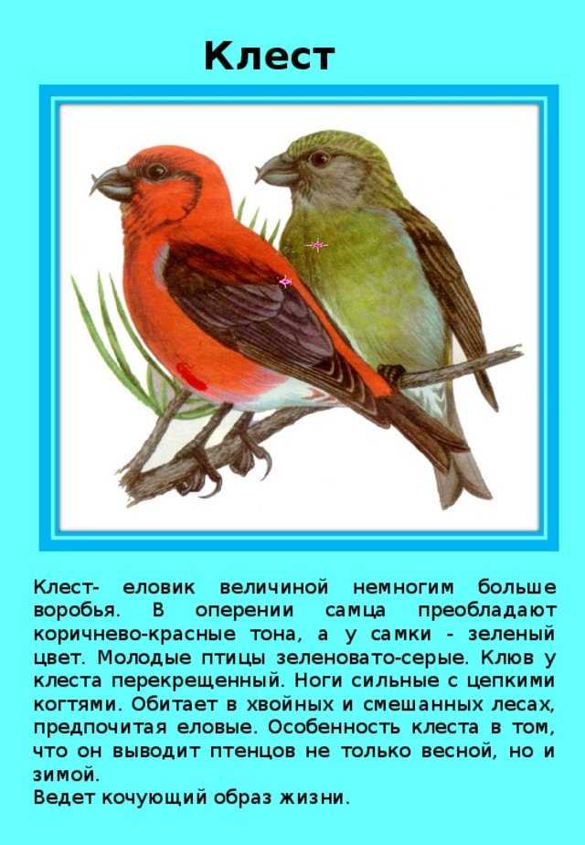 Текст сравнение птиц размер и цвет. Клёст-еловик описание. Клёст птица описание. Клест описание. Клест еловик описание птицы.