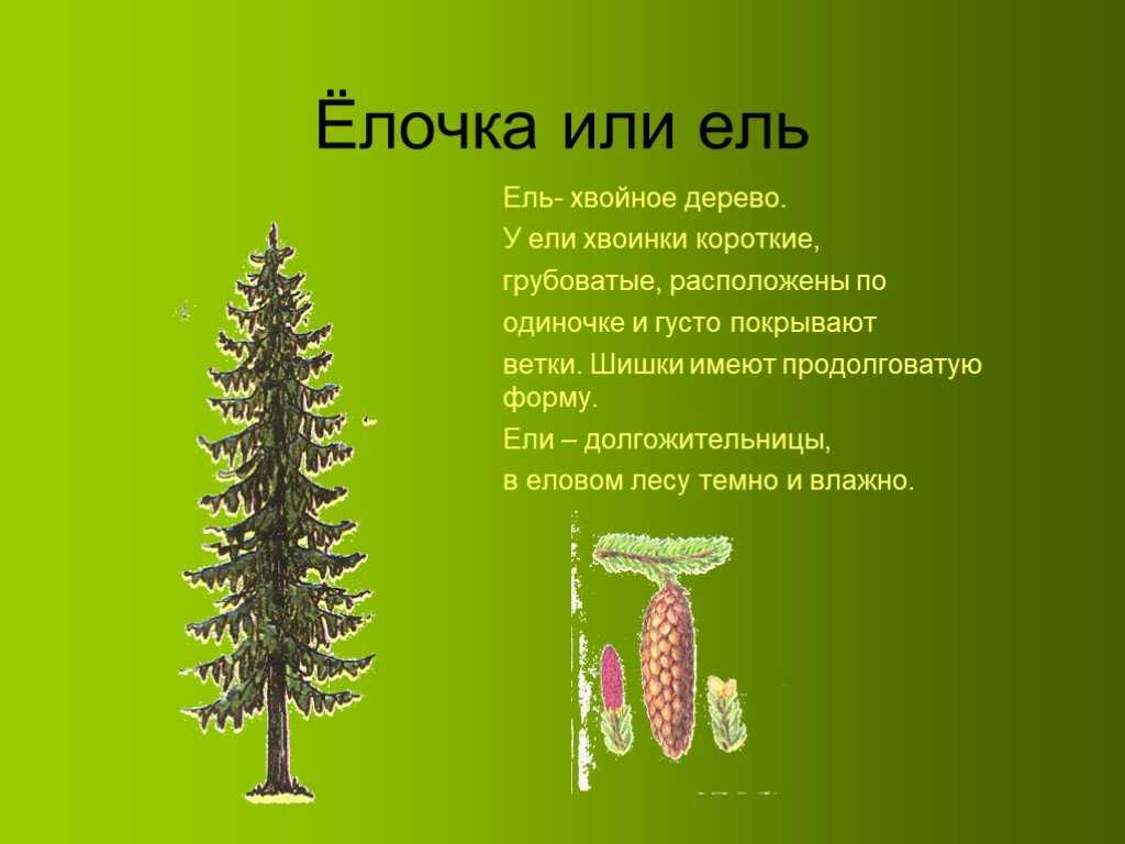 Ели какие вопросы. Описание елки. Ель описание дерева. Сообщение на тему елки. Ель описание для детей.