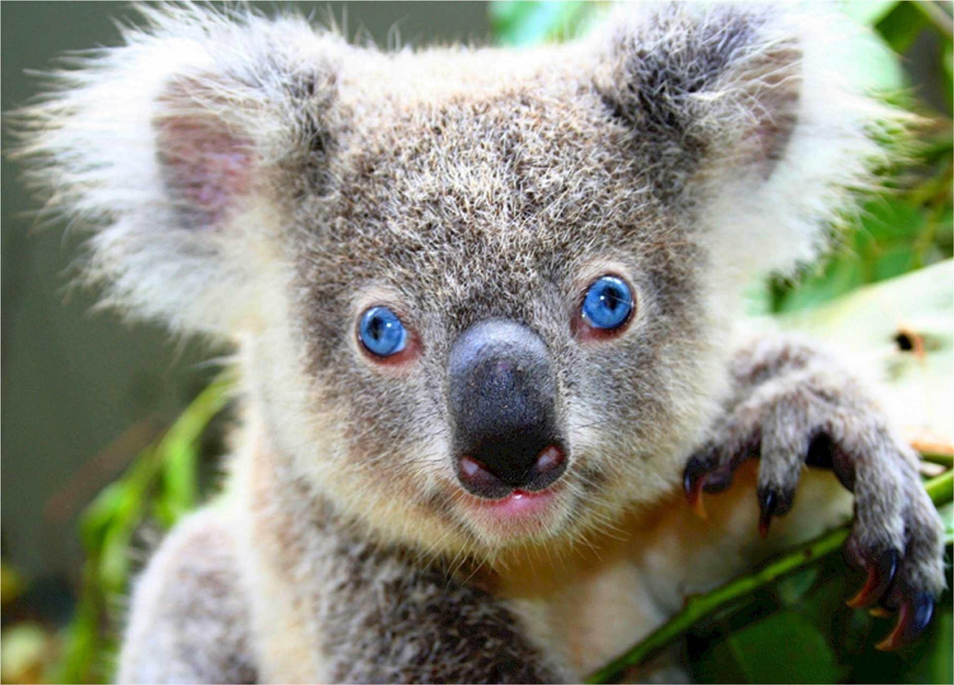 Чистое животное в мире. Коала сумчатое. Сумчатый медведь коала Австралия. Мишка коала. Лысая коала.