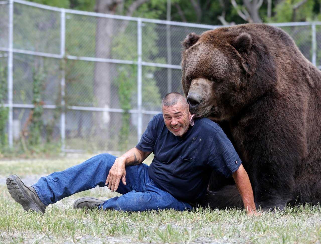 Сколько живут медведи в неволе. Бурый медведь Кадьяк. Медведь Кадьяк самый большой в мире. Кадьяк барт. Джим Ковальчик.
