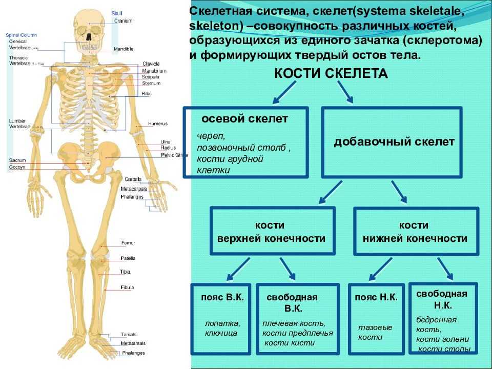 Скелет человека с названием костей и суставов на русском языке фото
