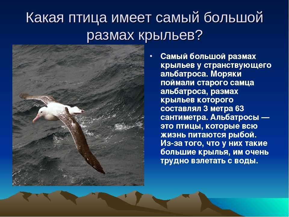 Большой размах. Альбатрос размах крыльев 3 метра. Самый большой размах крыльев у птиц. Самый большой размах крыльев. Птица с самым большим размахом крыльев.