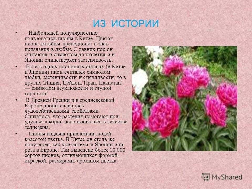 Пионы описание. Цветок символ долголетия. Пионы что символизируют. Цветок в Китае символ долголетия. Символ долголетия в Японии цветок.