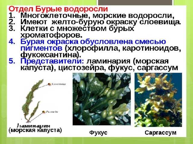 Интересные факты о водорослях