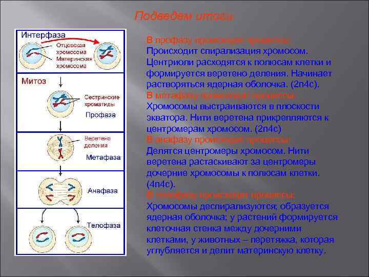 Спирализация хромосом фазы митоза. Цитокинез стадия митоза. Фаза профаза один процессы деления 1. Митоз с процессами и формулами. Фазы митоза таблица 9 класс.