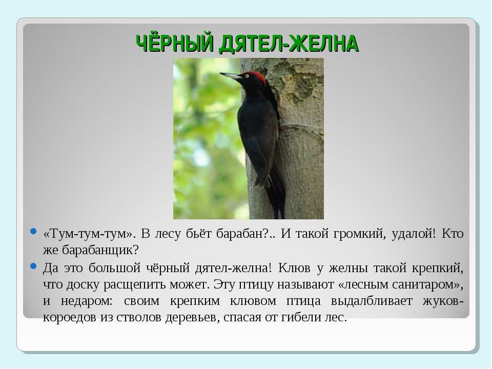 Прочитайте описание некоторых видов дятлов. Клюв черного дятла. Чёрный дятел описание. Сообщение про черного дятла. Желна презентация.