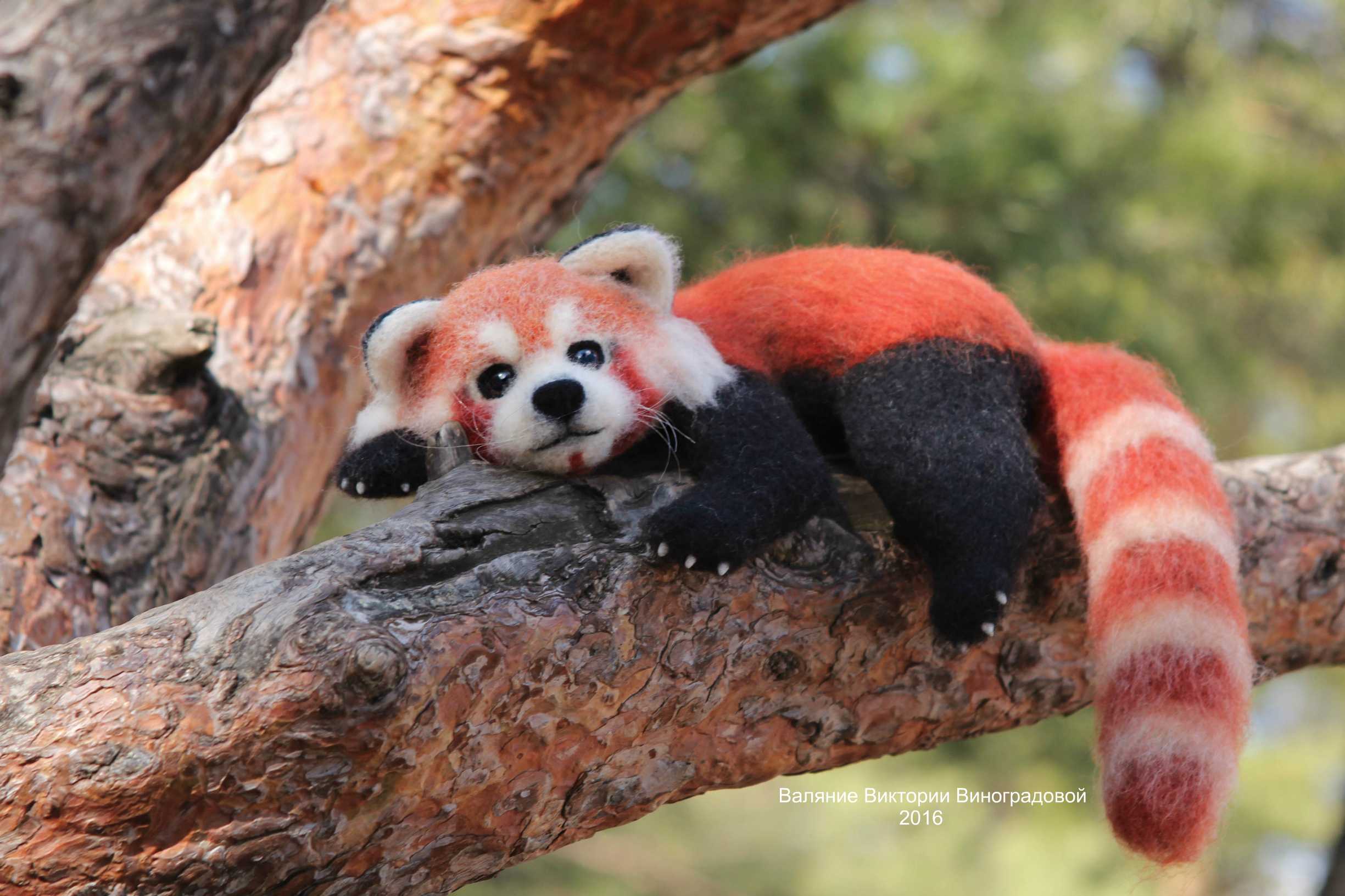 Красная малая панда – фото, описание и видео, где обитает, питание, как выглядит