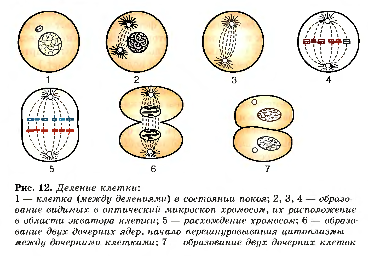 Схема процесса деления клетки