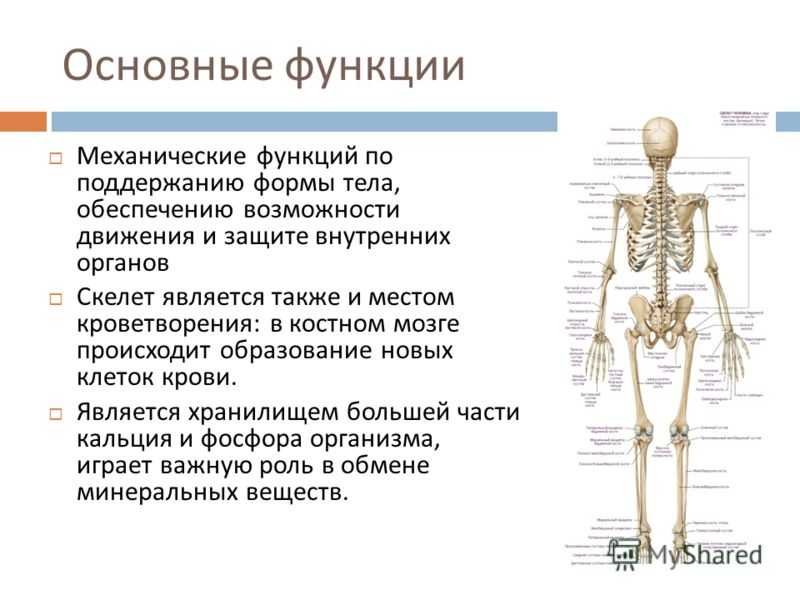 Основные функции кости