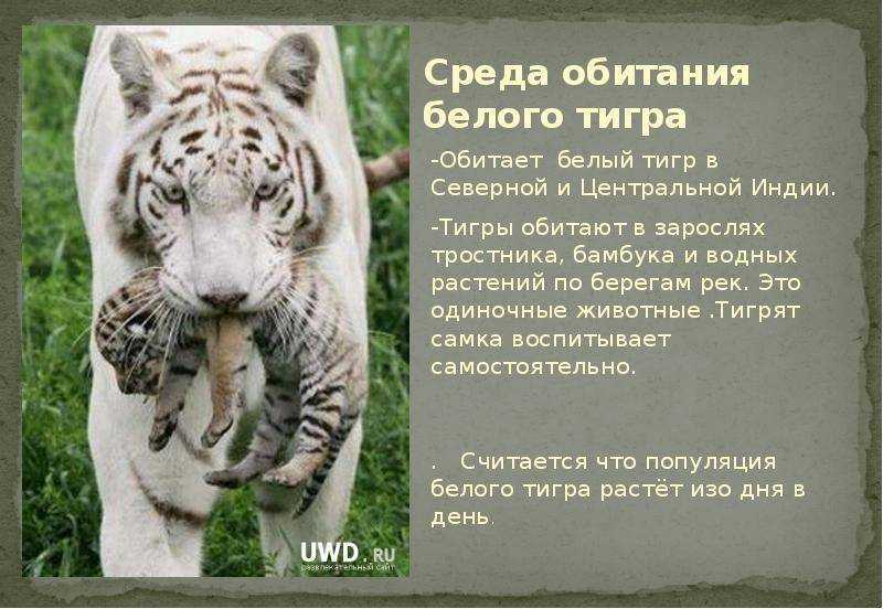 Тигр живет на материке. Белый Амурский тигр среда обитания. Белый Амурский тигр красная книга. Белый Лигр среда обитания. Белый тигр красная книга.