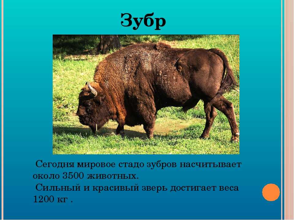 Проект про зубра