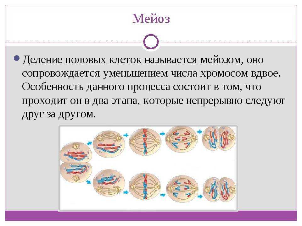 Мейоз биологическое значение. Деление клетки мейоз 6 класс. Деление клеток 9 класс биология митоз. Деление клеток 9 класс биология мейоз. Деление растительной клетки мейозом.