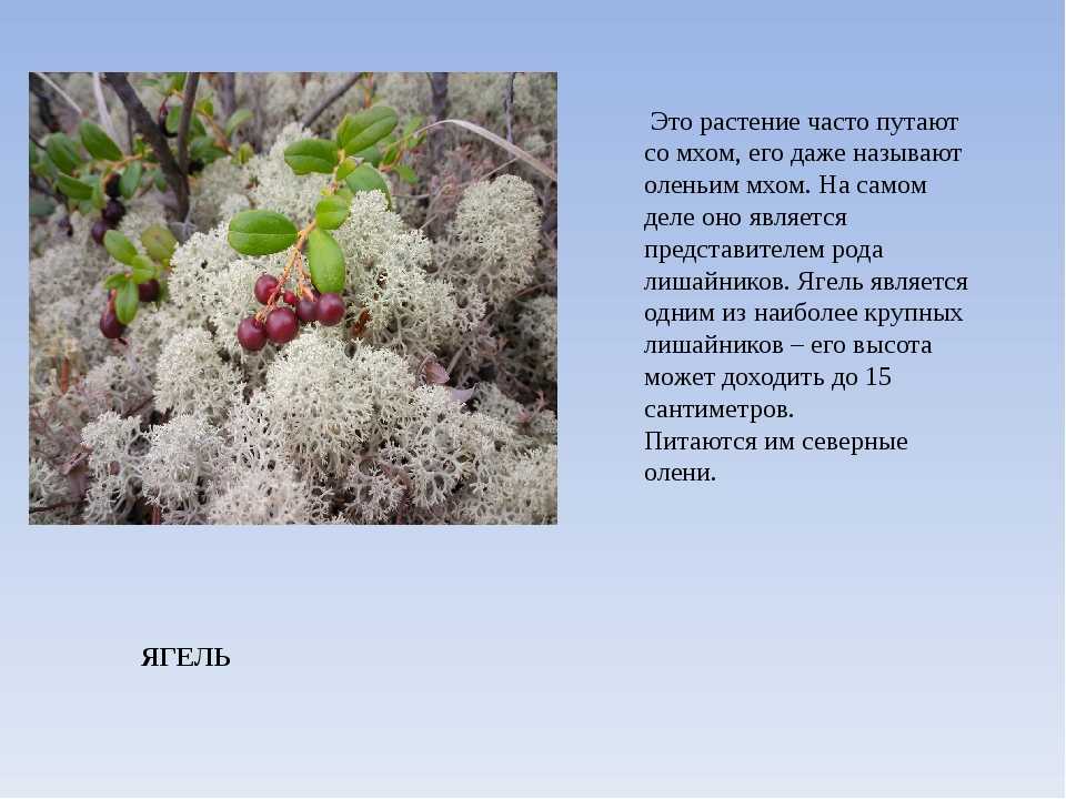Ягель является. Тундра растения тундры. Ягель Олений мох. Растительность тундры сообщение. Информация о растениях тундры.