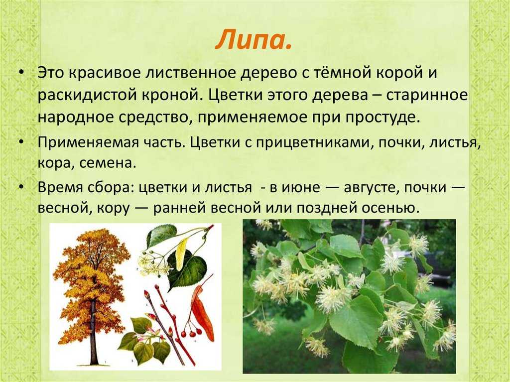 Текст лиственные растения. Липа. Лиственные деревья. Лекарственные растения описание для детей. Липа дерево описание.
