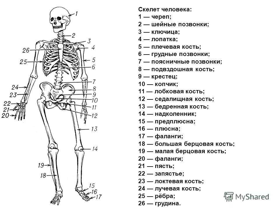 Строение скелета человека анатомия рисунок с подписями