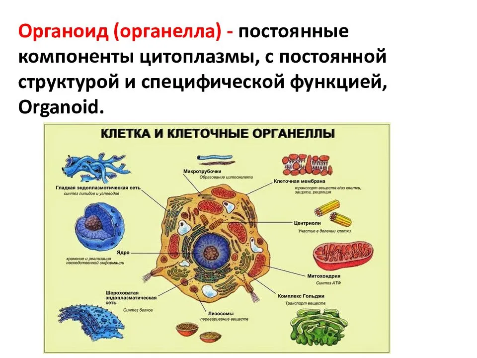 Урок клетка 10 класс. Цитология органоиды клетки.