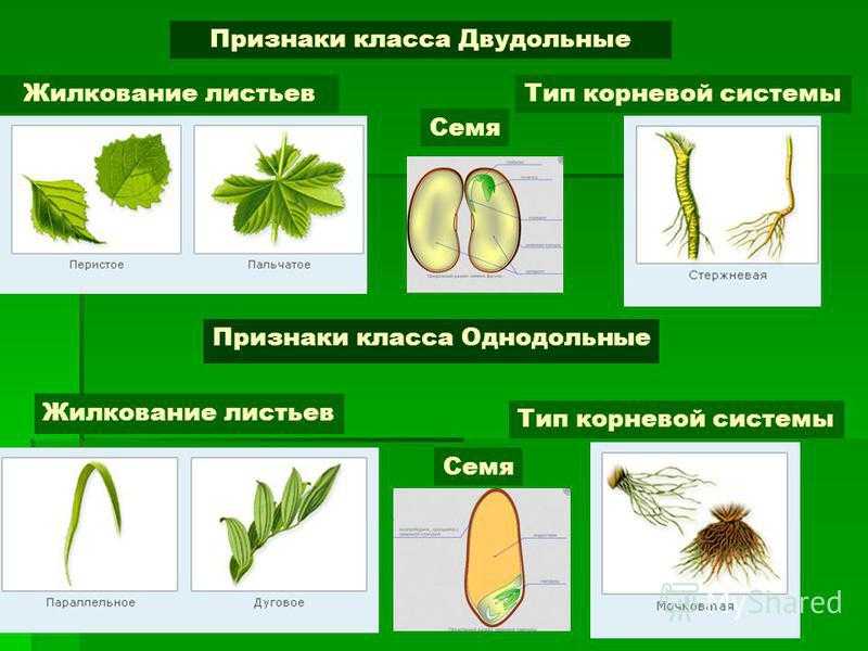 Жилкование листа у однодольных растений. Двудольные и Однодольные растения практическая 6 класс.