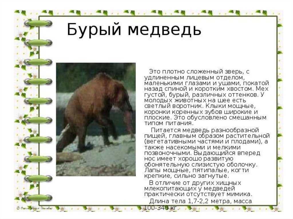 Какой медведь в красной книге