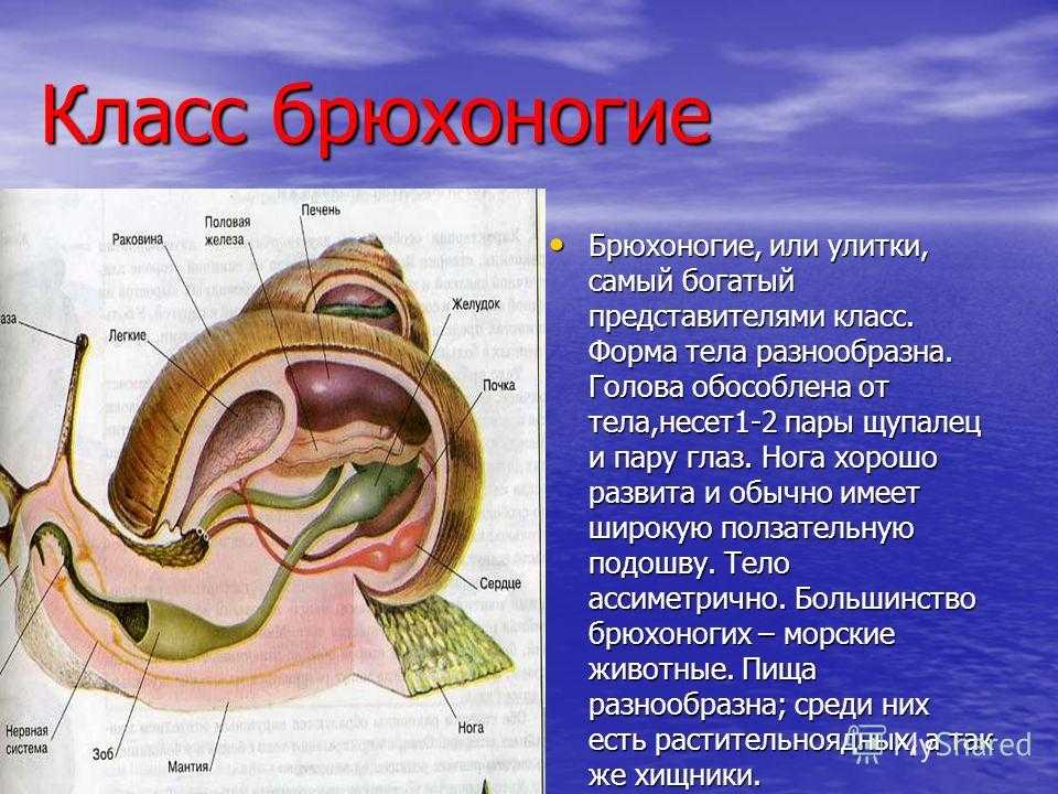 Моллюски проект по биологии