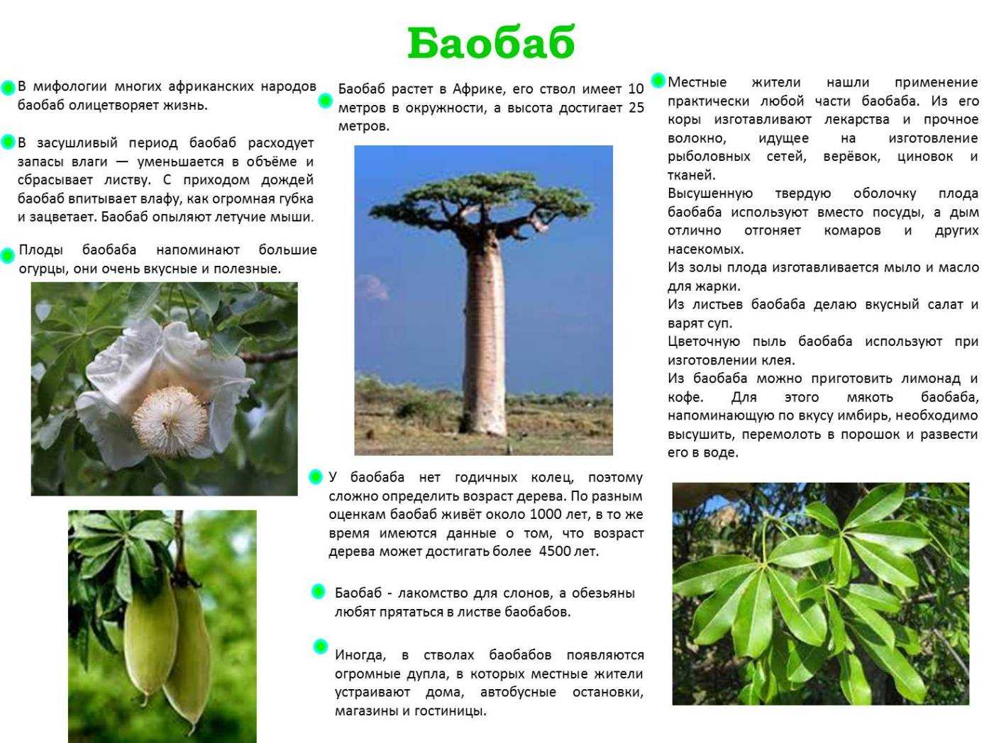 Доклад про дерево баобаб