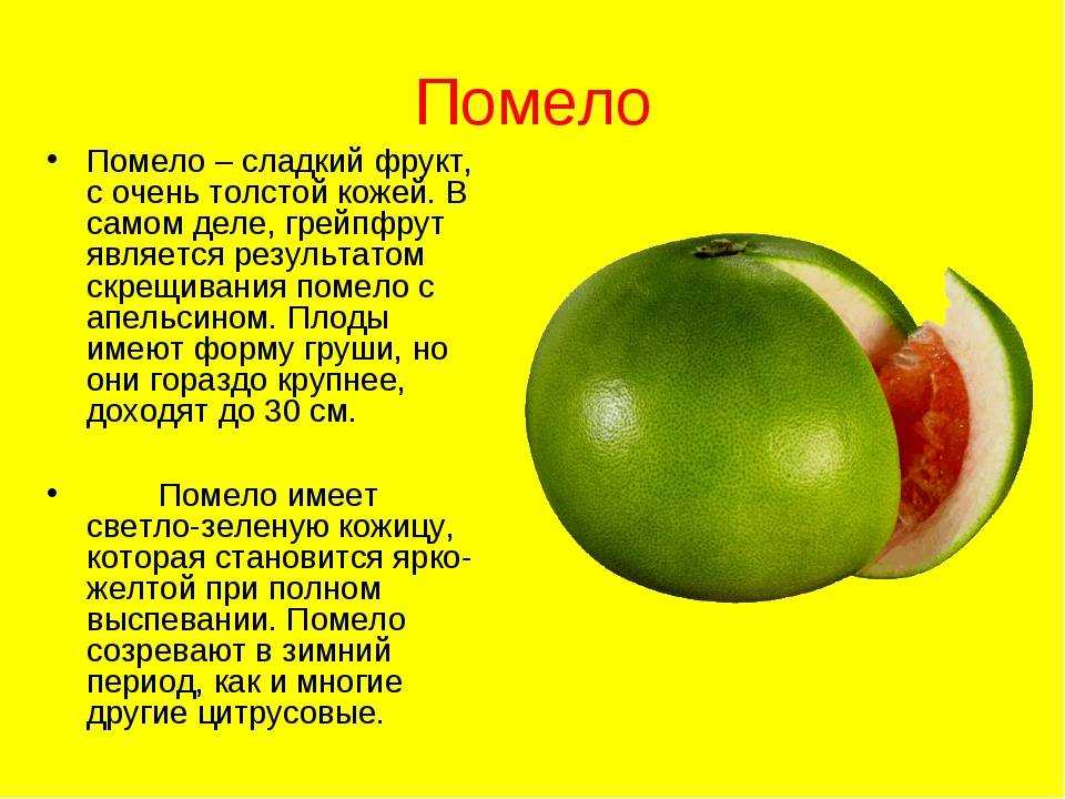 Не так давно на прилавках наших магазинов появились не совсем обычные для россиян крупные фрукты под названием помело