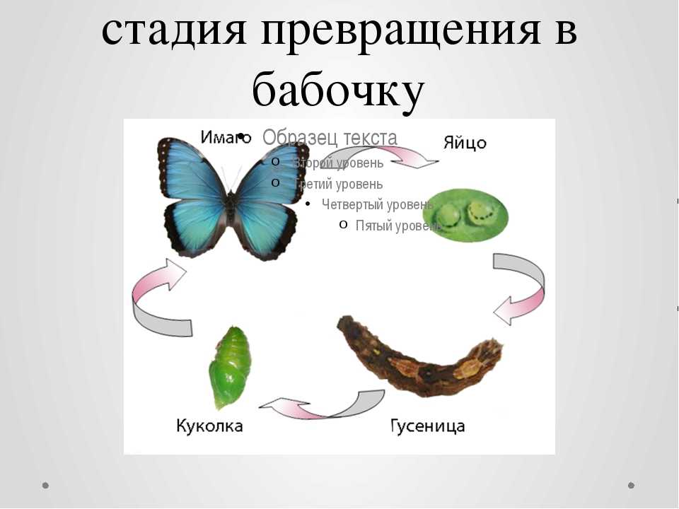 Развитие бабочки схема. Развитие бабочки схема 3 класс окружающий мир. Прекращение в бабочку этапы. Стадии превращения бабочки. Фазы развития бабочки.